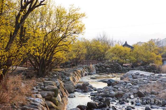 Village Sansuyu à Gurye (구례 산수유마을)