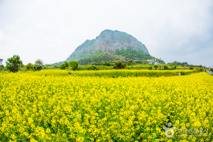 Mt. Sanbangsan (산방산)