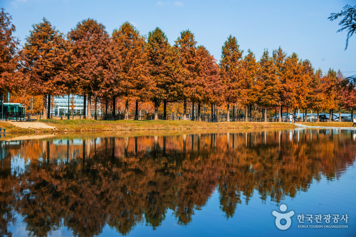 Route des Metasequoias à Damyang (담양 메타세콰이어길)