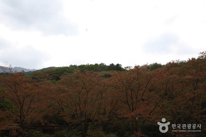 Le parc communal Sinbulsan (신불산군립공원)