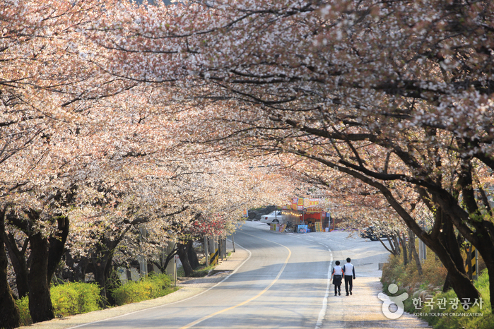 Route des cerisiers en fleurs de dix lis (십리벚꽃길)