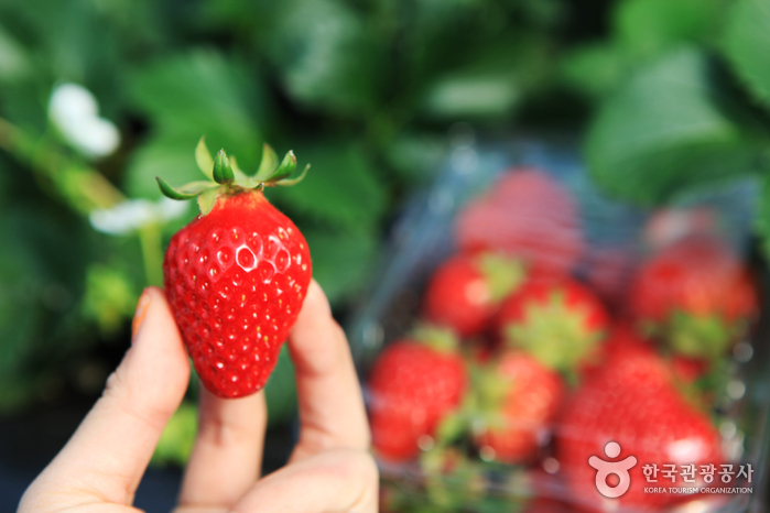 Festival des Fraises de Yangpyeong (양평딸기체험축제)