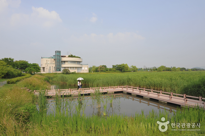 Le parc des marais aux roseaux des lacs Sihwaho (시화호 갈대습지공원)