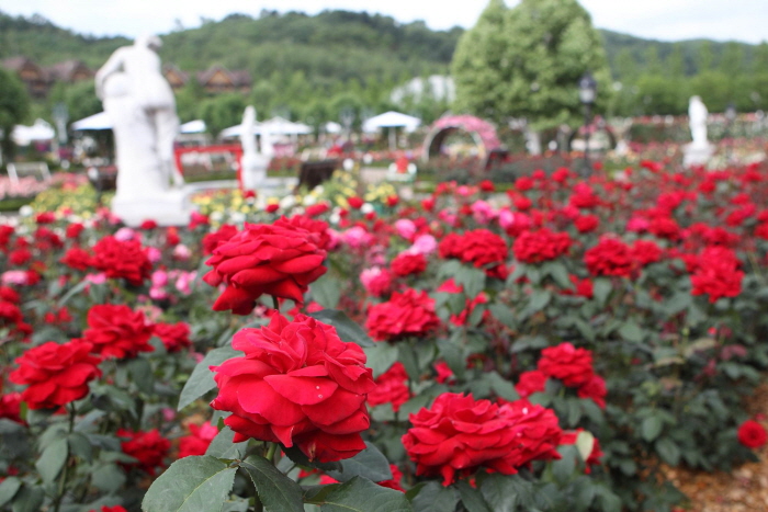 Festival des roses à Everland (에버랜드 장미 축제 2019)