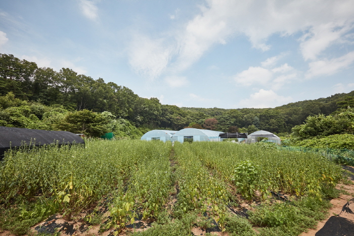 Village de Yongin Hobak Dungbul (citrouilles et lampes) (용인호박등불마을)