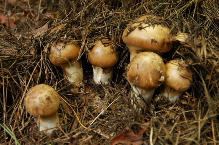 Festival des Cèpes de Pins de Bonghwa (봉화 송이축제)