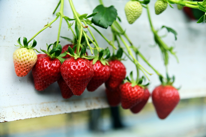 Festival des fraises de Nonsan (논산 딸기축제)