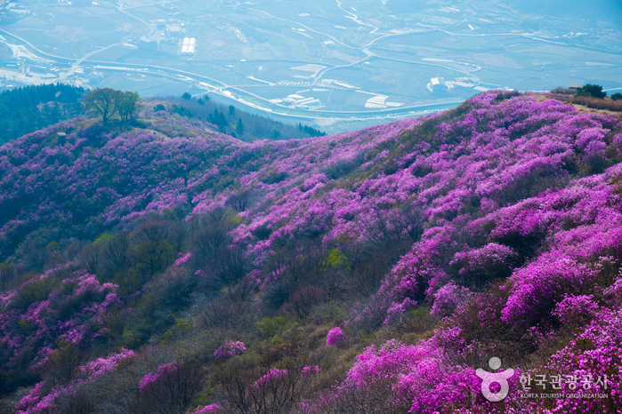 Mt. Yeongchwisan (Yeosu) (영취산 - 여수)