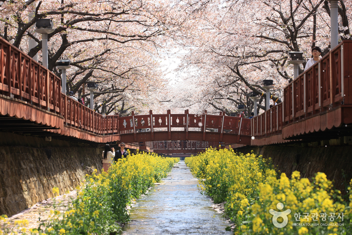 Rivière Yeojwacheon (cerisiers en fleur) (여좌천)