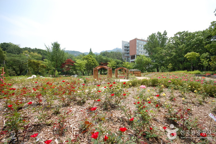 Festival des azalées du mont Gwanaksan (관악산 철쭉제)