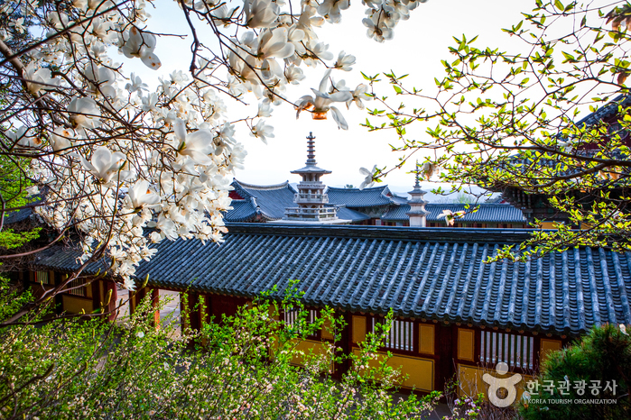 Temple Bulguksa [Patrimoine Mondial de l’UNESCO] (경주 불국사)