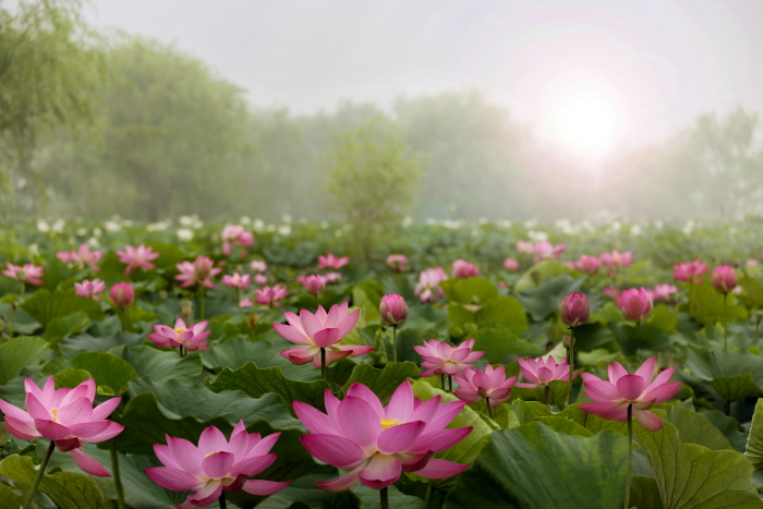 Festival du lotus de Buyeo Seodong (부여서동연꽃축제)