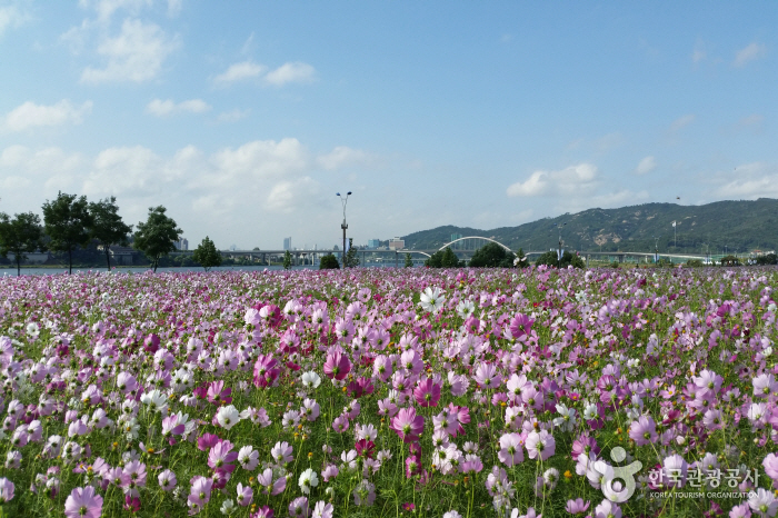 Parc Hangang à Guri (parc des cosmos) (구리시민한강공원-코스모스공원)