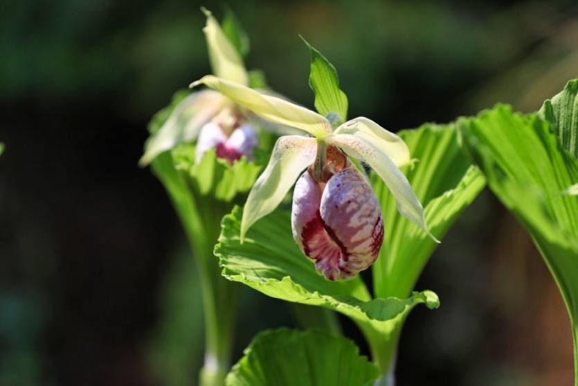 Exposition des fleurs sauvages de la péninsule coréenne du jardin du matin calme (아침고요야생화전 '사라져가는 우리 꽃')