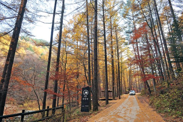 국립청옥산자연휴양림