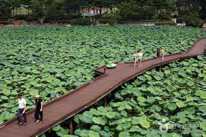 Weißer Lotusteich Muan Hoesan (무안회산백련지)