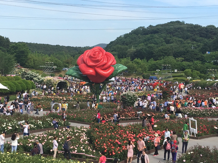 Ulsan Grand Park Rosenfestival (울산대공원 장미축제)
