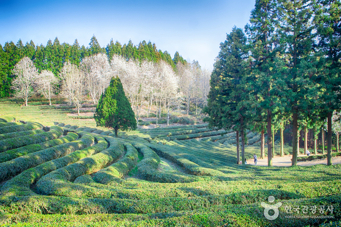 Teeplantage Daehan Dawon (대한다원) Teeplantage Daehan Dawon (대한다원)