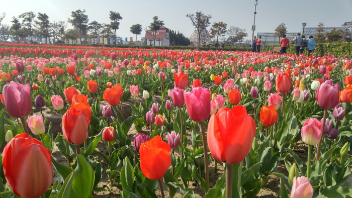 Sinan Tulpenfestival (신안 튤립축제)
