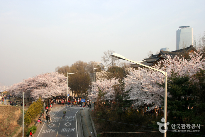 Yeongdeungpo Yeouido Frühlingsblumenfestival (영등포 여의도봄꽃축제)