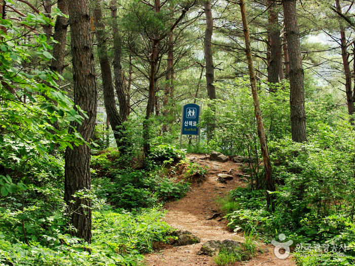 Felswand Molundae (몰운대(정선))