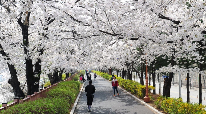 Dongdaemun Frühlingsblumenfestival (동대문 봄꽃축제)