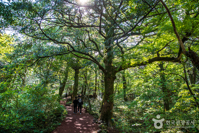 Wald Bijarim (비자림)