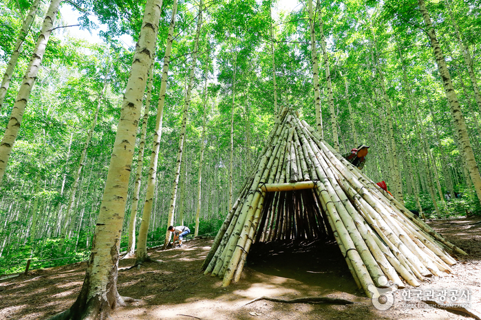 Bosque de Abedules de Wondae-ri en Inje (원대리 자작나무 숲)