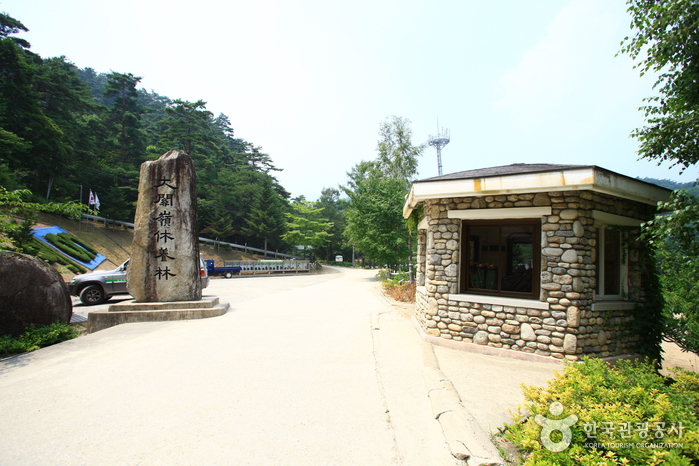 Bosque Recreativo Nacional de Daegwallyeong (국립 대관령자연휴양림) Bosque Recreativo Nacional de Daegwallyeong (국립 대관령자연휴양림)