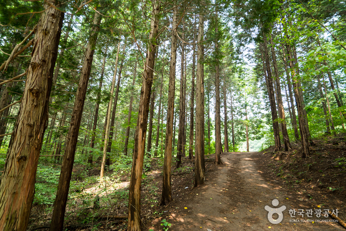 Bosque Recreativo del Monte Chungnyeongsan (축령산자연휴양림)